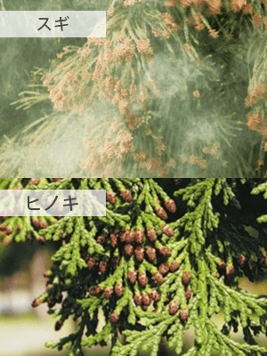 春の花粉：スギ、ヒノキ
