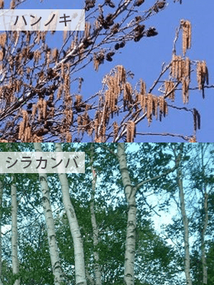 春の花粉：ハンノキ、シラカンバ