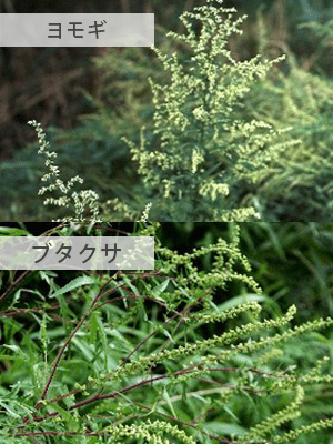 秋の花粉：ヨモギ、ブタクサ