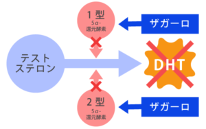 AGA(男性型脱毛症)の治療薬:ザガーロの効果