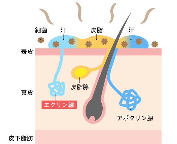 多汗症の原因