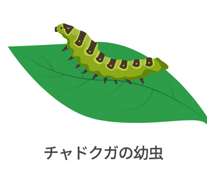 毛虫の毒針毛に触れた場合