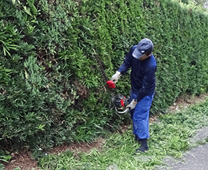 毛虫皮膚炎の予防方法:庭木などの駆除対策