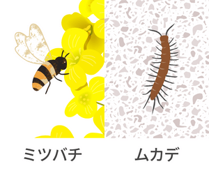 ハチに刺されたり、ムカデに咬まれた場合