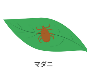 マダニに咬まれた場合