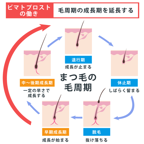 ビマトプロストのまつ毛育毛効果