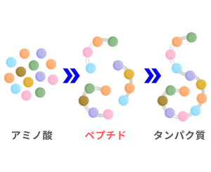 若々しい肌を叶えるペプチド