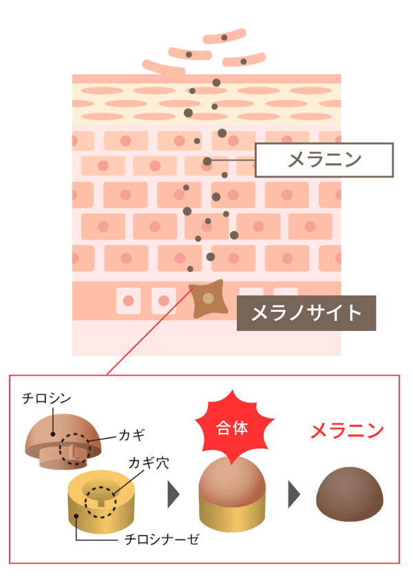 ルシノール®のメラニンロック機能1